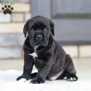 Shadow, Cane Corso Puppy